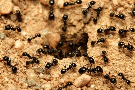 Black small ants. Dust: One option is insecticidal dust that is formulated for carpenters ants and is meant for indoor household use. This can be injected into the area (s) where the ants are nesting. If it is difficult to get to the area, small holes may need to be drilled so the dust can be injected. Bait: Another option is to use bait. 