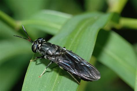 Black soldier fly. The black soldier flies at the new facility, which will be run by InnovaFeed, will gorge themselves on various corn products that ADM already produces at its Decatur facilities. Normally, these ... 