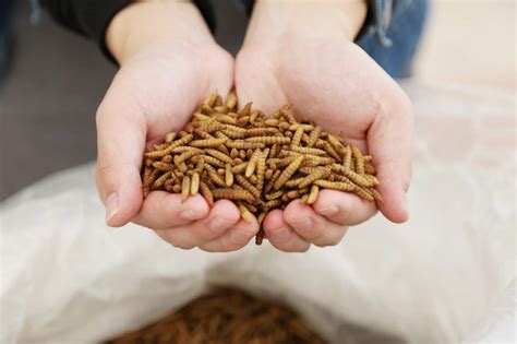 Black soldier fly larvae in pet food also helps people