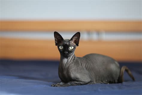 Black sphynx picture. .  ...