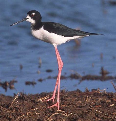 Black stilt - Wikipedia