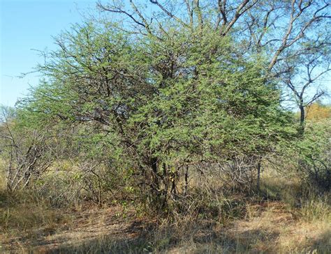 Black thorn (Acacia mellifera) Feedipedia