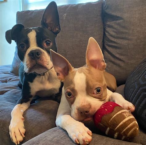 Black tie boston rescue. Wink is feeling much better! The vet said he was a trooper and that his sweet nature made everyone fall in love with him immediately! Unfortunately while our friend was being examined, we learned... 