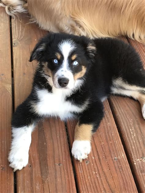 Black tri australian shepherd. Australian Shepherd (Black Tri Fem) (Rowlett) I have a three month old energetic baby girl. She is up to date with her first set of shots and dewormer. Sweet personality and able to be with other dogs. 750 or best offer. *Serious inquiries only*. ♥ best of [?] 