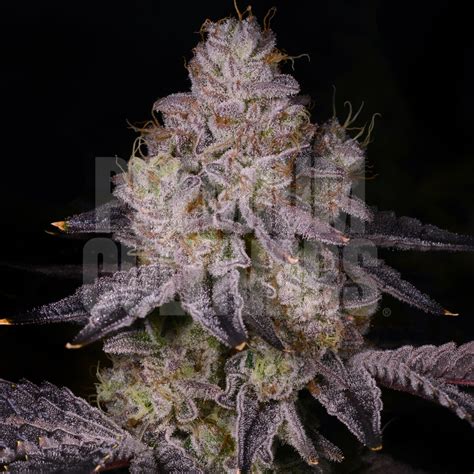 Black truffles strain. Hungry. Paranoid. Dizzy. Anxiety. Depression. From Bodhi Seeds, Black Raspberry crosses Goji OG, Raspberry F2, and Wookie 15. Buds grow dense with trichomes that offer rich flavors of ripe berries ... 