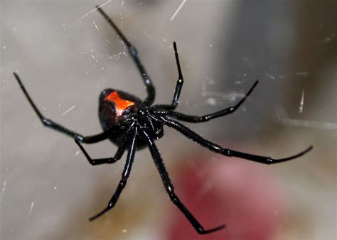 Black widow spider population rises after humid Colorado summer