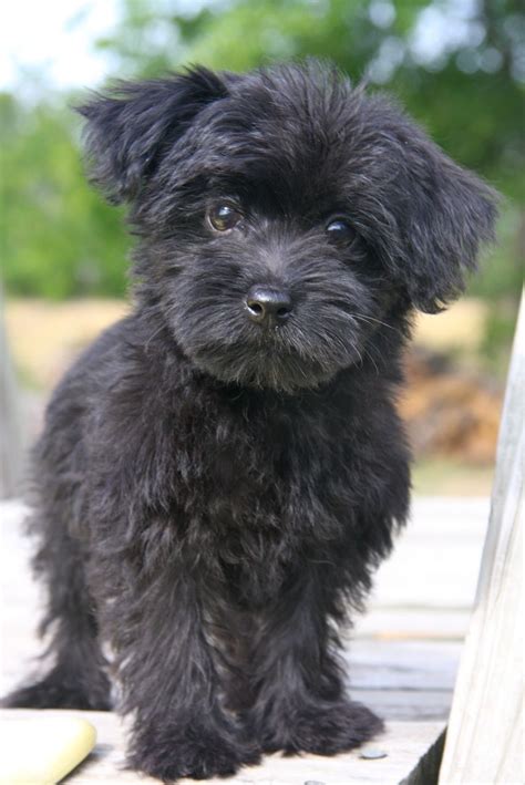 At their full-grown adult height and weight, you can expect this little guy to come in at between 10 and 14 pounds and a height of between 10 and 15 inches. This is significantly larger than their Yorkshire Terrier lineage. In terms of rate of growth, like any small dog, a Mini Yorkie Poo achieves most of its growth in the first 2 to 6 months.. 
