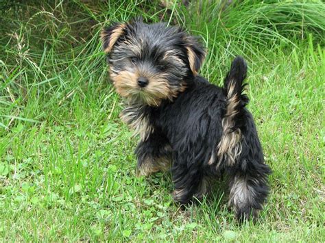 Black yorkshire terrier. Jun 3, 2020 · Key Takeaways. Yorkshire Terriers come in four official coat colors recognized by the American Kennel Club: black and tan, blue and tan, gold, and parti-color. Yorkies can have different patterns and markings, including the saddle pattern, brindle, sable, and white markings. 