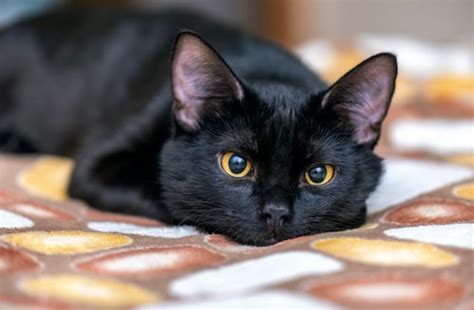 Black-Catt