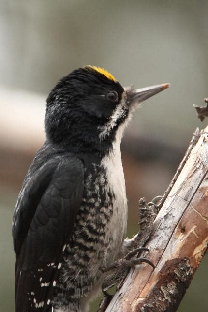 Black-backed woodpecker Washington Department of Fish