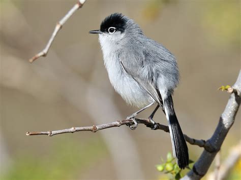 Black-tailed Gnatcatcher - All About Birds