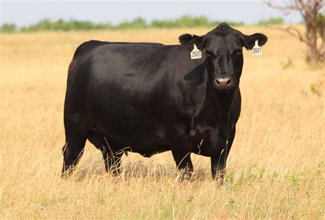 Blackagus - Black Gold Angus Ranch & Show Cattle, Alfalfa, Oregon. 1,594 likes · 43 talking about this · 17 were here. We raise quality angus and club calves with eye appeal and functionality. Private treaty sales