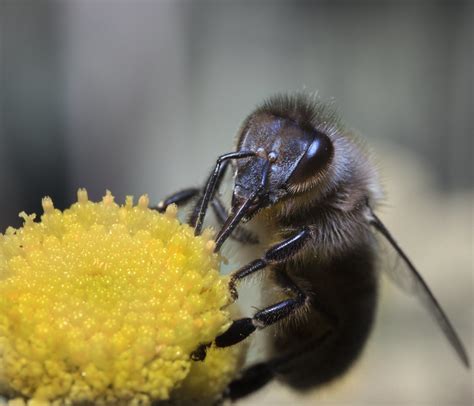 Carpenter-mimic Leafcutter Bee. . Blackbee