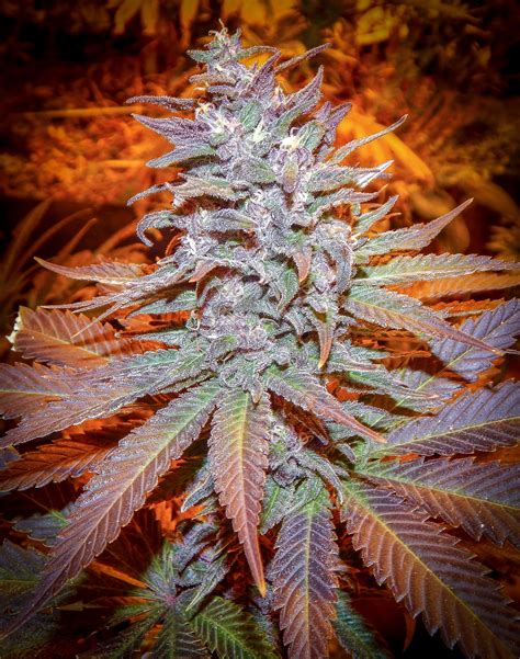 Blackberry moonshine strain. See photos of Blackberry Moonshine cannabis buds. Browse user-submitted photos of Blackberry Moonshine weed and upload your own images of this marijuana strain. 