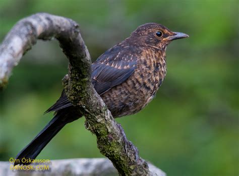 Blackbird ORNOSK – birds, landscape, weather