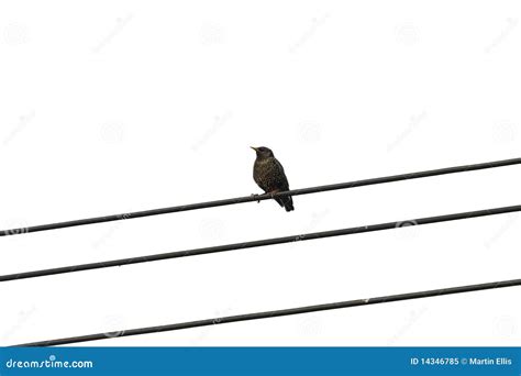 Blackbird on a Wire stock image. Image of white, cable - 14346785