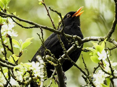 Blackbird singing in the dead of night. Things To Know About Blackbird singing in the dead of night. 