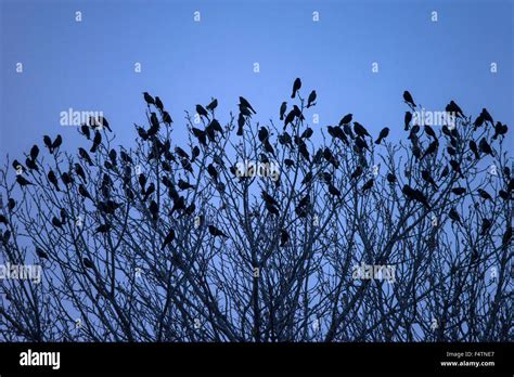 Blackbirds in a tree Stock Photos and Images - Alamy