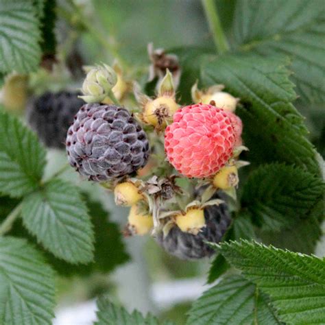 Blackcap Raspberry, Rubus leucodermis Native …