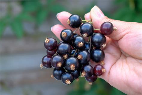 Blackcurrants, the incredible story of the fruit banned …