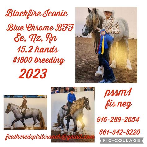 Blackfire Panda - DreamHorse.com Horse ID: 2246241