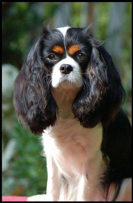 Blackfire cavaliers. Kofa Cavaliers is a small hobby breeder located in Barrie, Ontario. We are dedicated to the preservation of the breed and aim to produce healthy, sound, quality puppies. Our dogs compete in conformation and performance events, are health tested by veterinary specialists, and are beloved members of our household. 