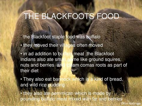 Blackfoot food. Introduction The Blackfoot Native Americans are a tribe that mainly inhabited the Great Plains of North America. Their traditional food consisted of buffalo meat, berries, and roots. They also hunted deer, elk, and other wild game. Today, Blackfoot cuisine is still popular and has been passed down through generations. 