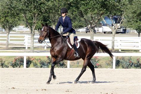 Blackjack Lane Equestrian. La Porte, TX (16 mi) We are a hunter jumper and dressage facility that offers boarding, training, lessons, showing and sales. Located 25 minutes southeast from the center ....