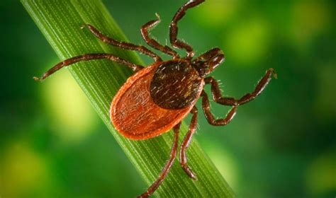 Blacklegged ticks carry, likely spread chronic wasting disease, study finds