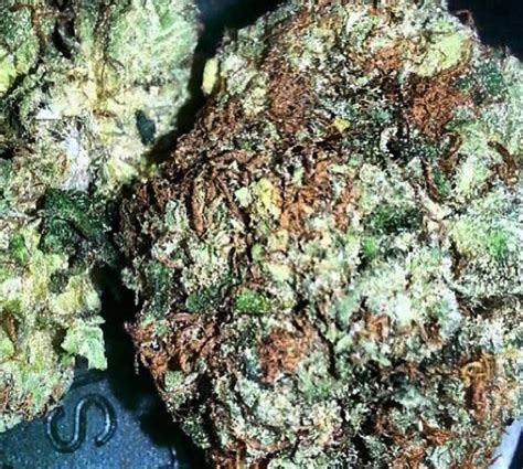 Blackout strain. Things To Know About Blackout strain. 