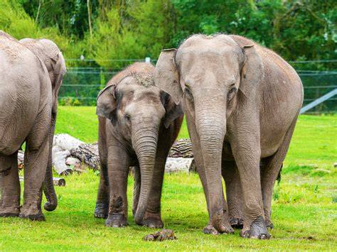 Blackpool Zoo Opening Times
