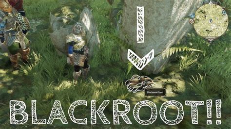 Blackroot divinity 2. Location: Texas. if I remember right, there's some by the coastal part of cloisterwood on the west end. just pick them like regular plants. Re: [HELP] Where do I find more blackroot? Ori # 614034 18/09/17 12:46 AM. Joined: Sep 2017. 