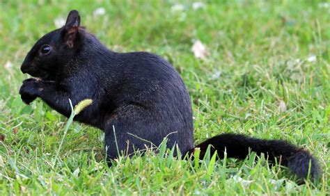 Blacksquirreltiming. Things To Know About Blacksquirreltiming. 