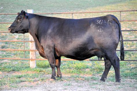 Blackstone Cattle Company