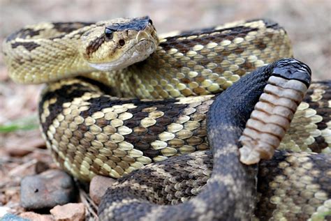 Blacktail Rattlesnake