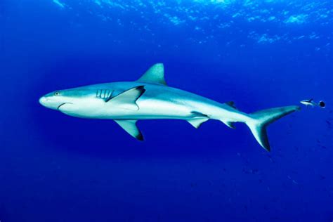 Blacktip Shark Reef Bildbanksfoton och bilder - Getty Images