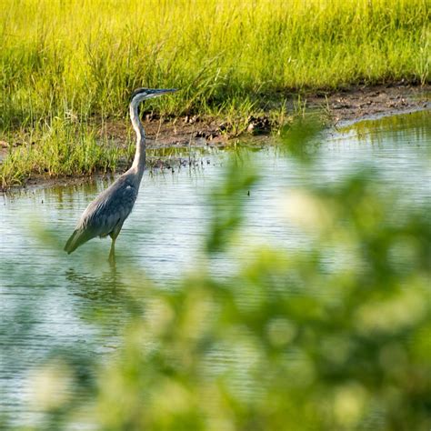 Blackwater National Wildlife Refuge (Cambridge) - All …