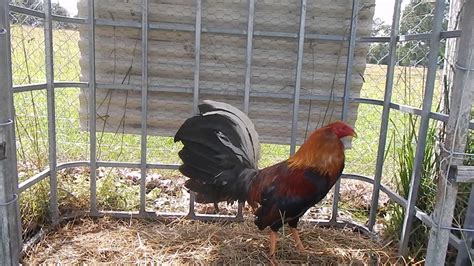 Blackwater gamefarm. Chandler Gamefowl Farm is in Northeast Alabama and provides chicks, eggs, and gamefowl. 