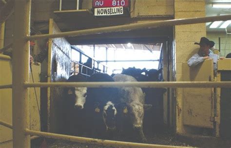 Blackwell livestock auction. Things To Know About Blackwell livestock auction. 