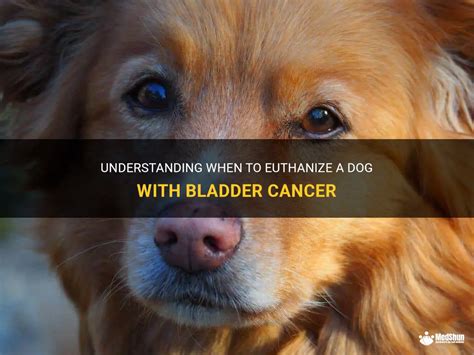 Bladder cancer in dogs when to euthanize