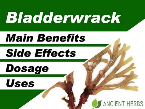 Bladderwrack Benefits, Uses, History, Side Effects and More - Dr. Axe