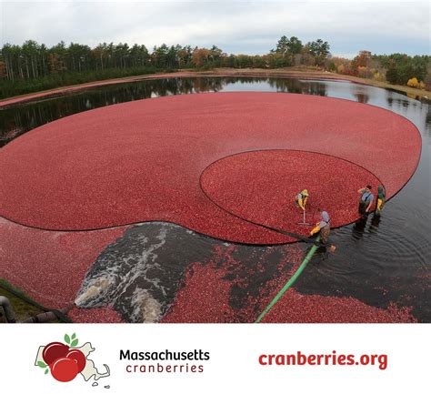 Blaine Greene - Cape Cod Cranberry Growers