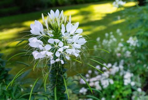 Blanches: Common Payroll Service Features and How They Enhance Efficiency image 1