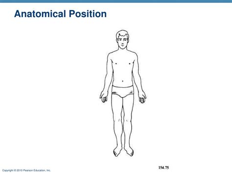 Blank Anatomical Position Diagram Chapter One Introduction Spinal