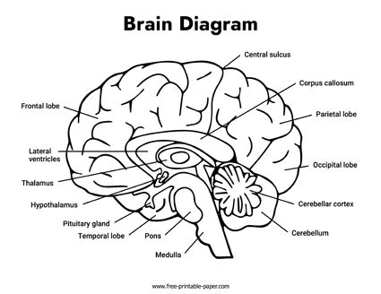 Blank Brain Diagram Free Printable Paper