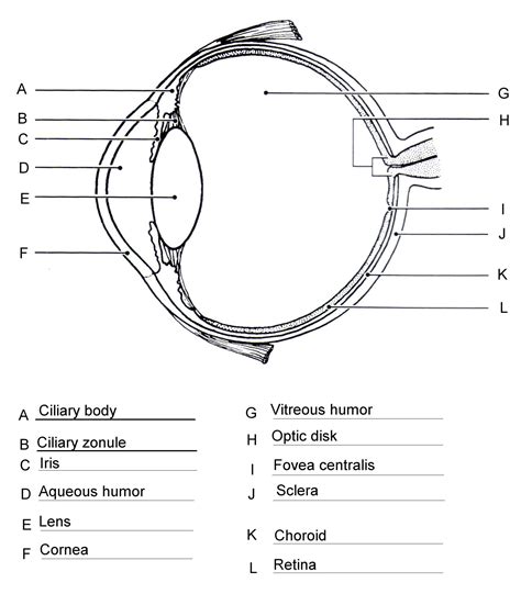 Blank Eye Diagram