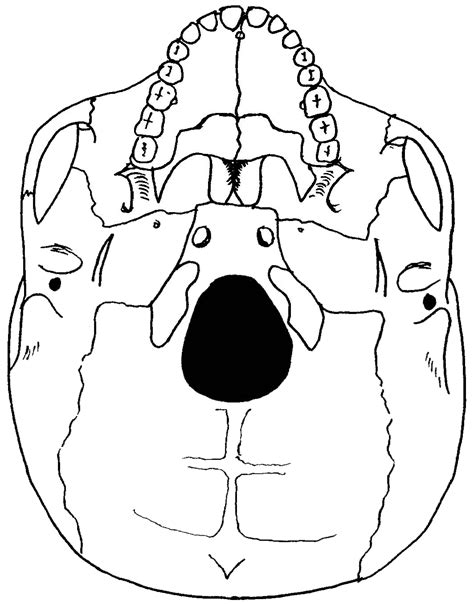 Blank Inferior Skull Diagram