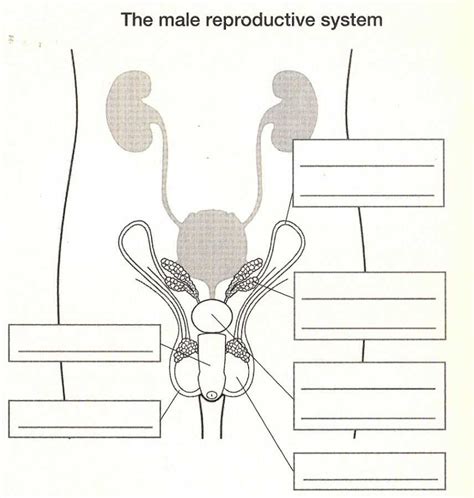 Blank Male Reproductive System Diagram