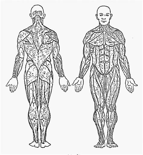 Blank Muscle Diagram To Label Sketch Coloring Page Muscle diagram