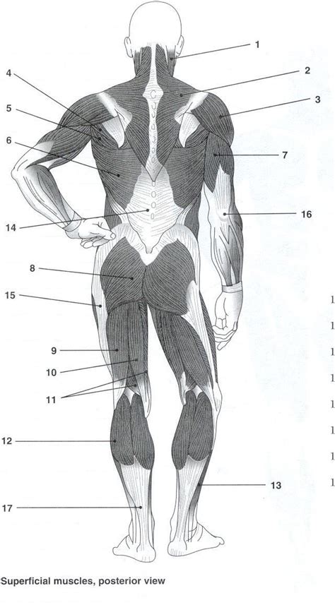 Blank Muscle Diagram to Label Unique Posterior Muscles Unlabeled Study